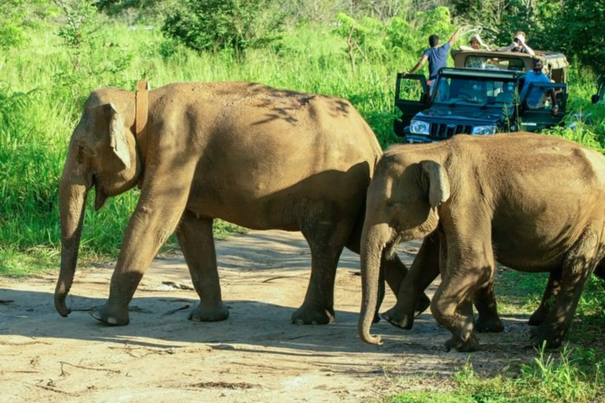 Serendib Horizons: 11-Day Sri Lanka North & South Tour | Viathra Leisure