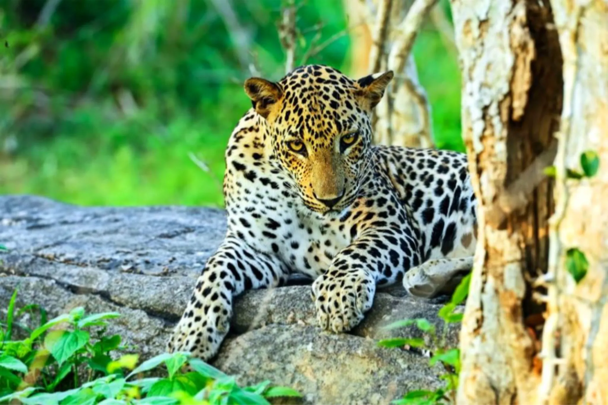 Serendib Horizons: 11-Day Sri Lanka North & South Tour | Viathra Leisure