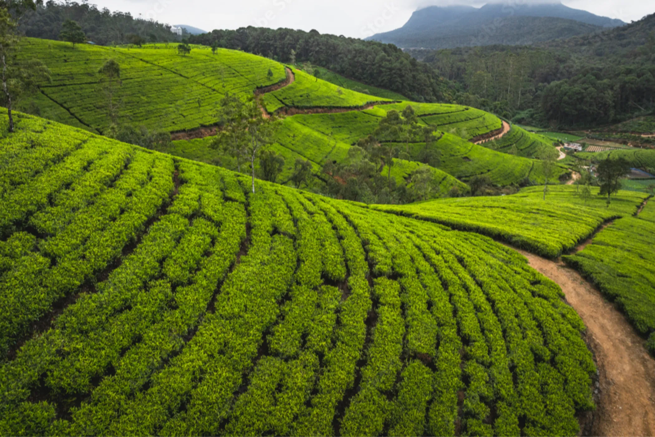 12-Day Sri Lanka Heritage & Coastal Wonders | Viathra Leisure
