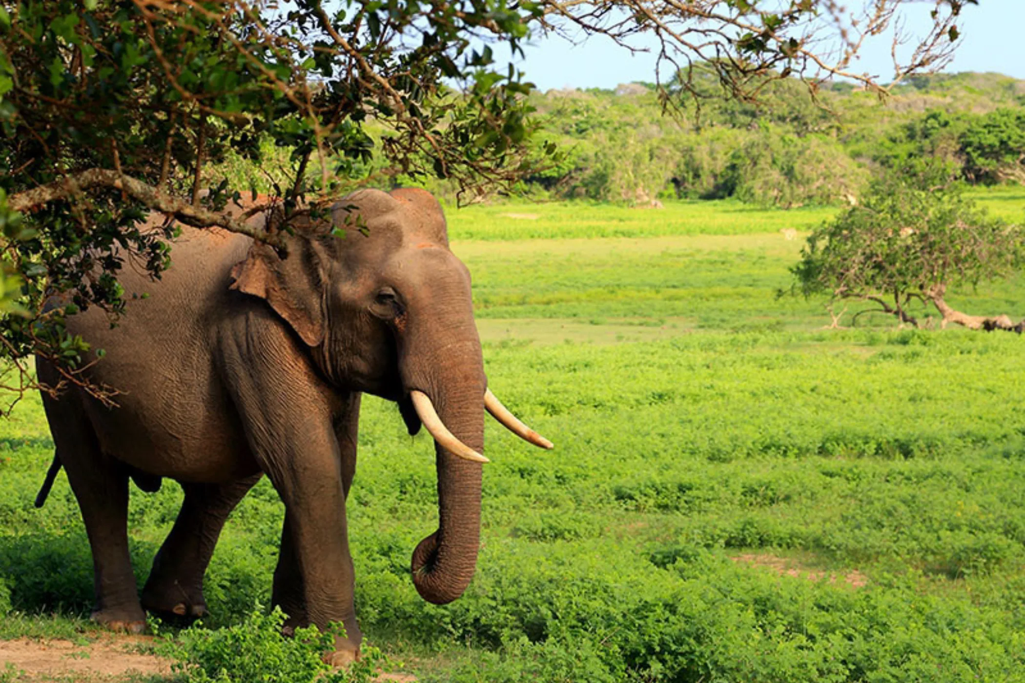 12-Day Sri Lanka Heritage & Coastal Wonders | Viathra Leisure