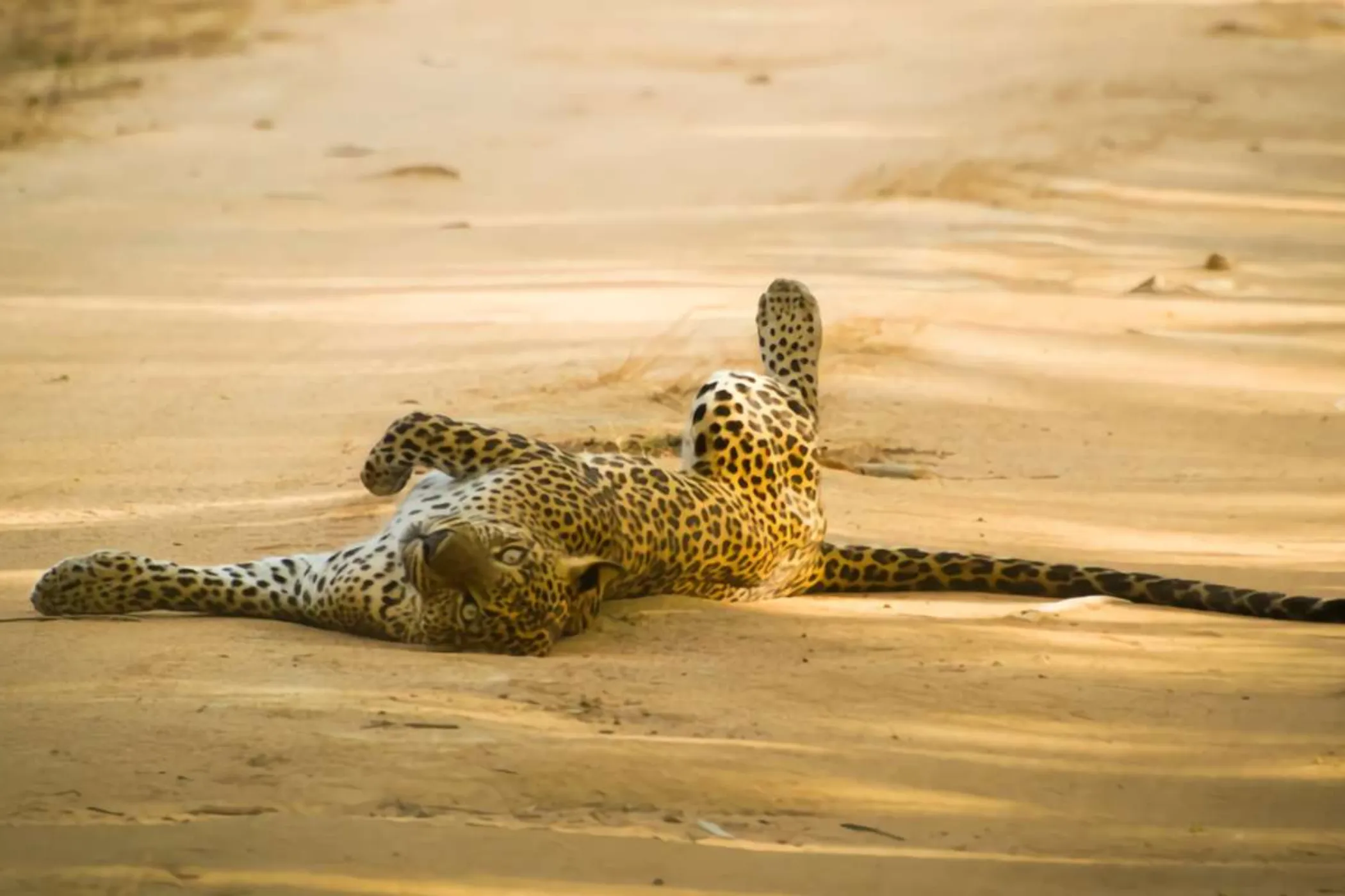 13-Day Sri Lanka Mystical Trails & Beach Escape | Viathra Leisure