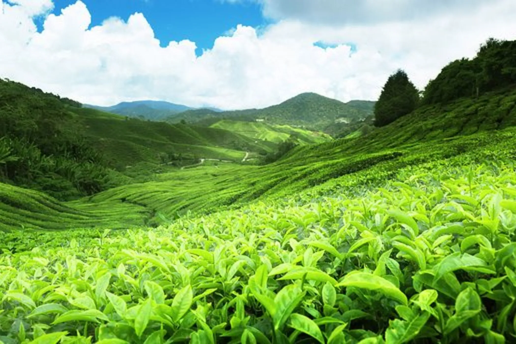 Wonders of Sri Lanka – 13 Nights / 14 Days | Viathra Leisure