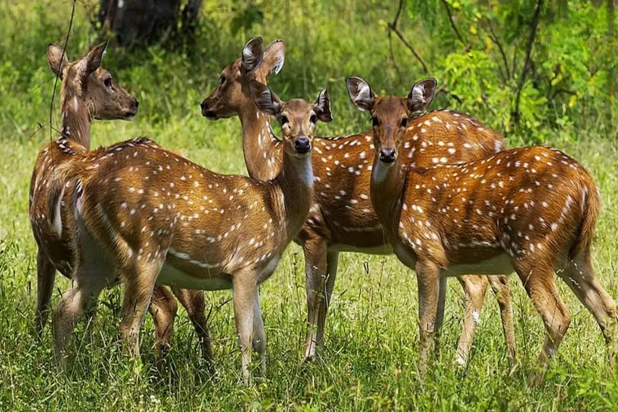 Wonders of Sri Lanka – 13 Nights / 14 Days | Viathra Leisure