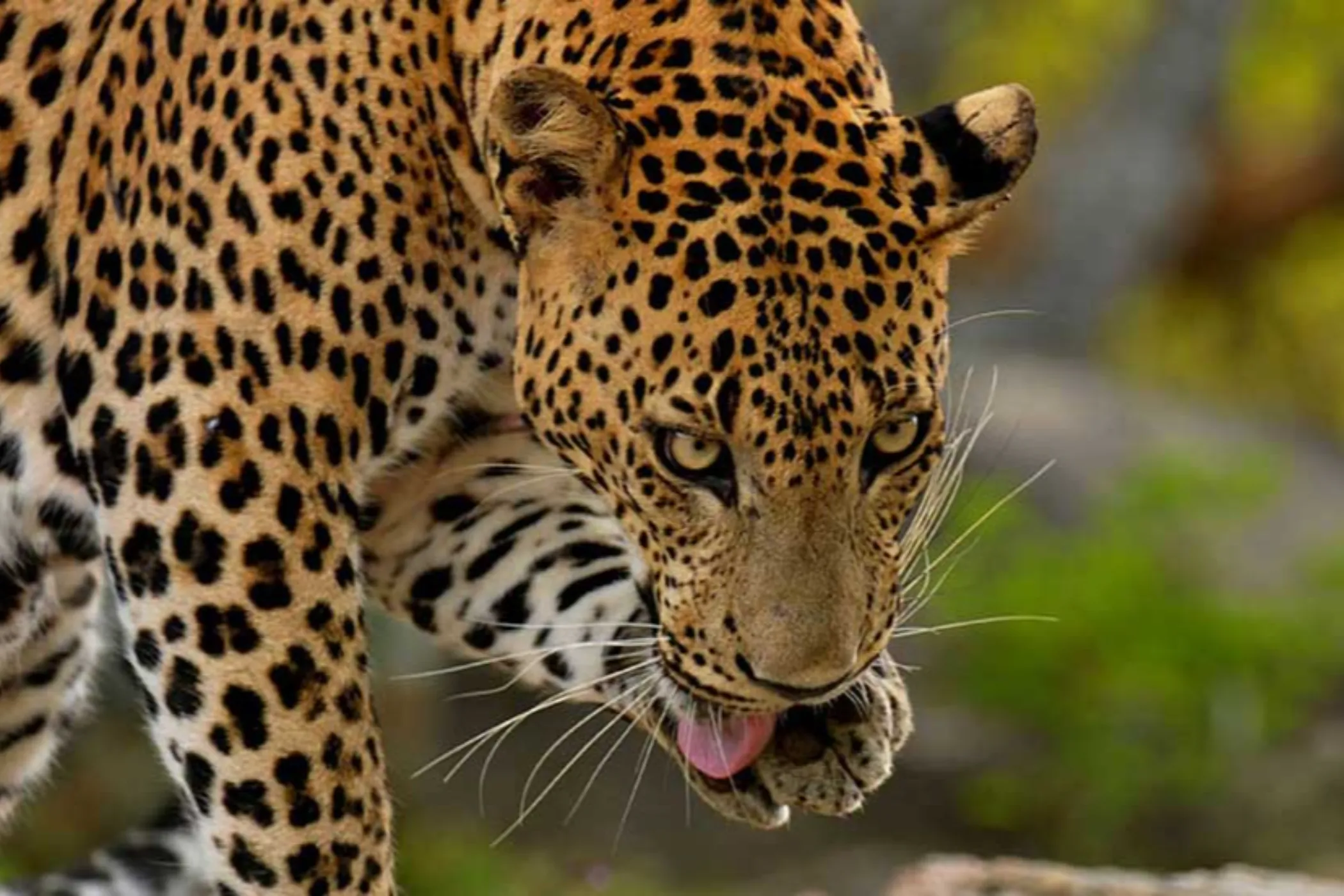 Wonders of Sri Lanka – 13 Nights / 14 Days | Viathra Leisure
