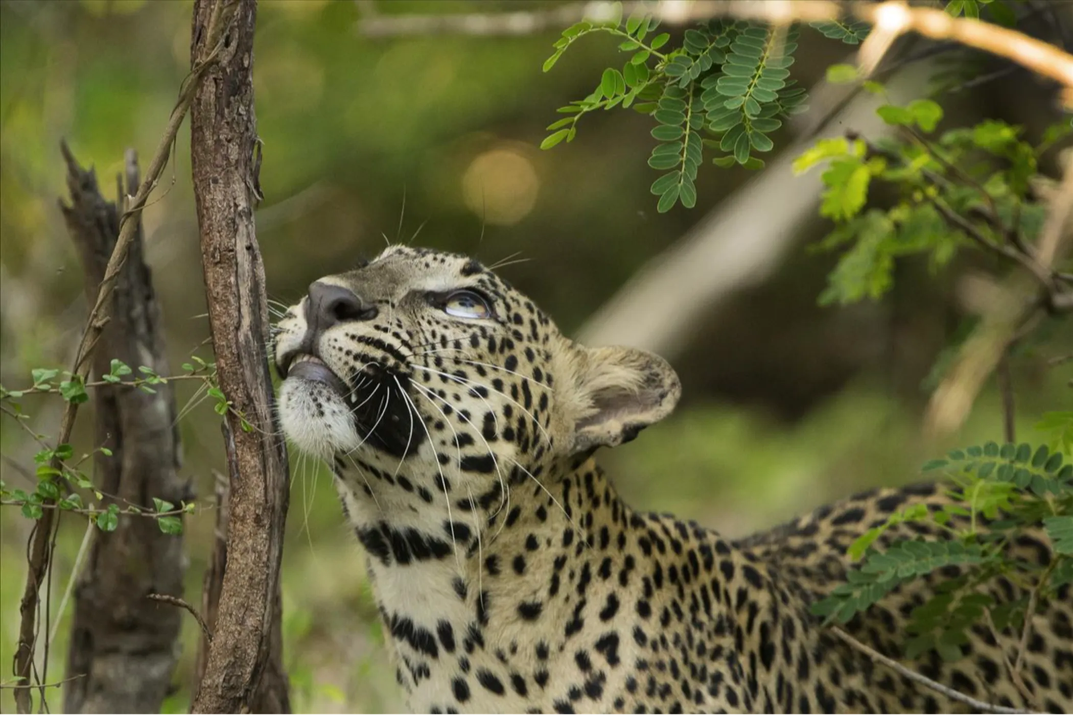 Grand Sri Lanka Discovery – 15 Days | Viathra Leisure