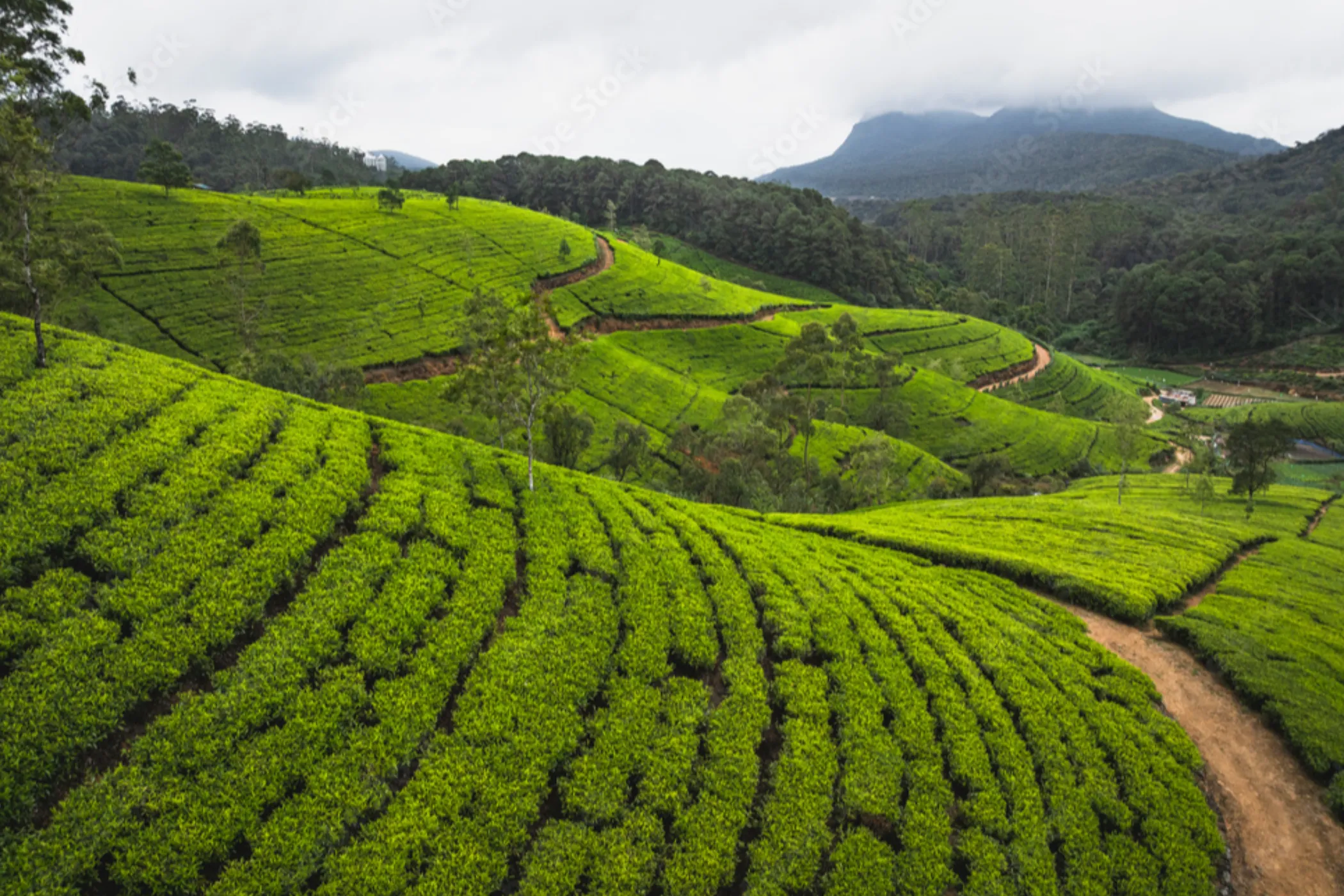 Grand Sri Lanka Discovery – 15 Days | Viathra Leisure