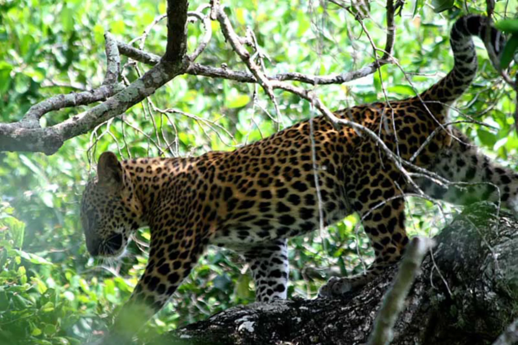 Grand Sri Lanka Discovery – 15 Days | Viathra Leisure