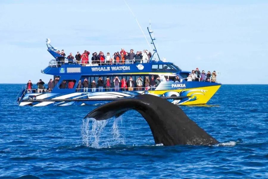 Adventure, Coastal Currents & Ancient Echoes – 10 Day Sri Lanka Tour | Viathra Leisure