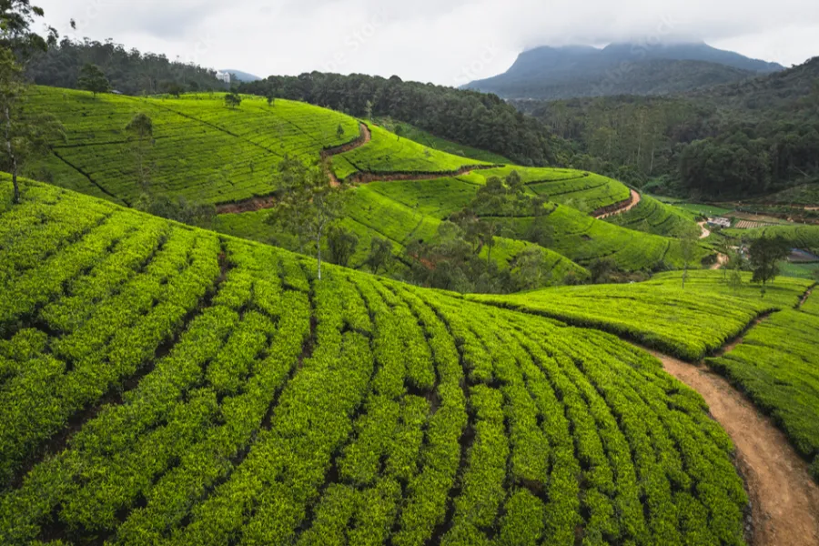 10 Days / 9 Nights – Coastal Thrills & Highland Escapes: A Sri Lankan Adventure | Viathra Leisure