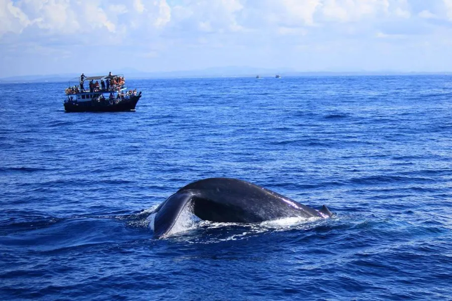 10 Days / 9 Nights – Coastal Thrills & Highland Escapes: A Sri Lankan Adventure | Viathra Leisure