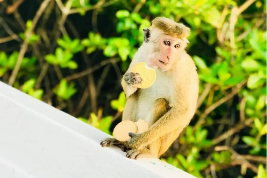 6 Nights / 7 Days – Heritage Trail of Sri Lanka