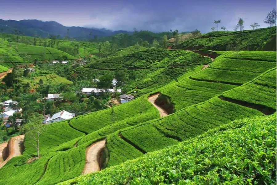 Love in Ceylon: A Romantic Getaway
