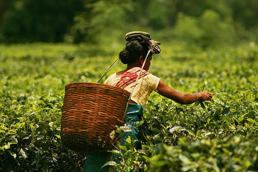 Island of Romance: A Sri Lankan Honeymoon Escape | Viathra Leisure