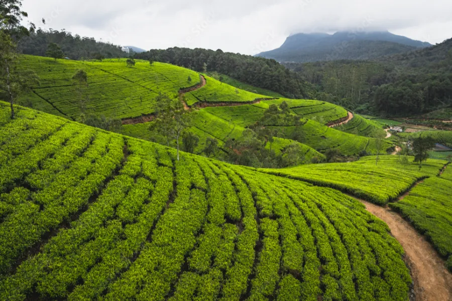 Luxury Sri Lanka Tour | 10-Day Ceylon Signature Journey | Viathra Leisure