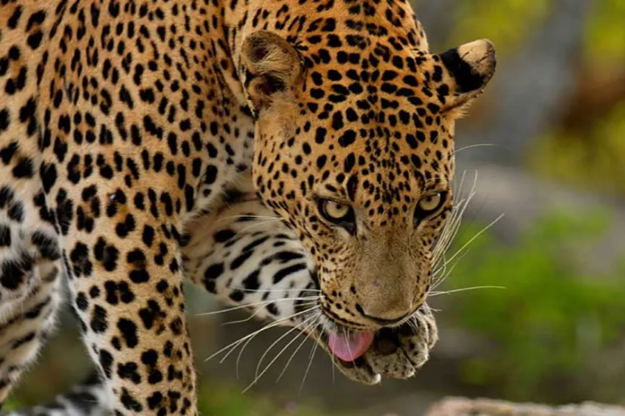 Leopard Trails & Rainforest Secrets: 6 Days of Sri Lankan Wilderness