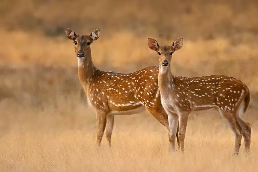 Leopard Trails & Rainforest Secrets: 6 Days of Sri Lankan Wilderness