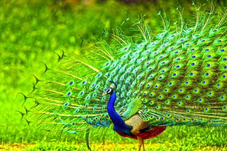 Leopard Trails & Rainforest Secrets: 6 Days of Sri Lankan Wilderness | Viathra Leisure