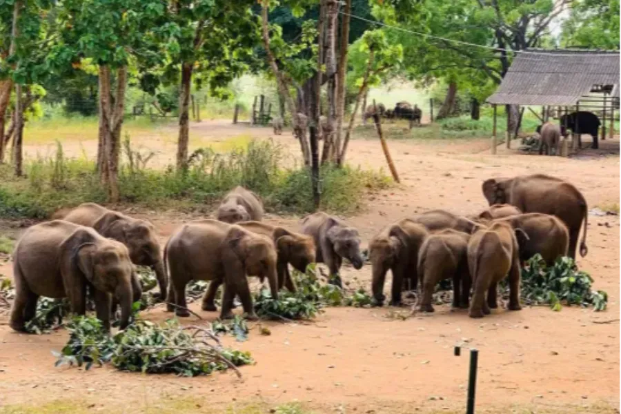 Leopard Trails & Rainforest Secrets: 6 Days of Sri Lankan Wilderness | Viathra Leisure