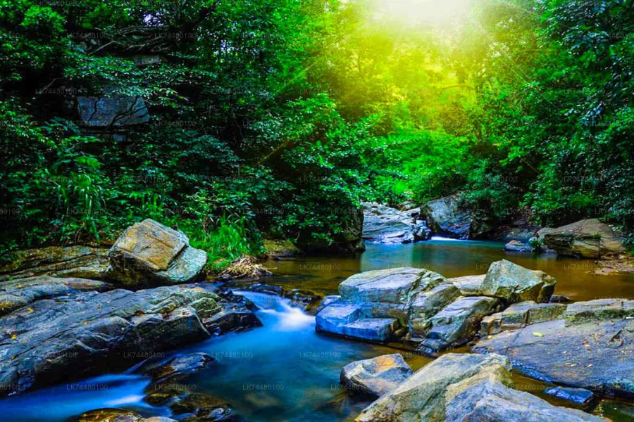 Leopard Trails & Rainforest Secrets: 6 Days of Sri Lankan Wilderness | Viathra Leisure