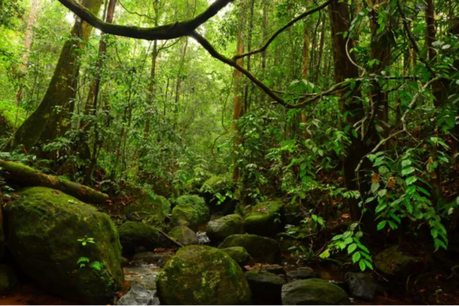 Leopard Trails & Rainforest Secrets: 6 Days of Sri Lankan Wilderness | Viathra Leisure