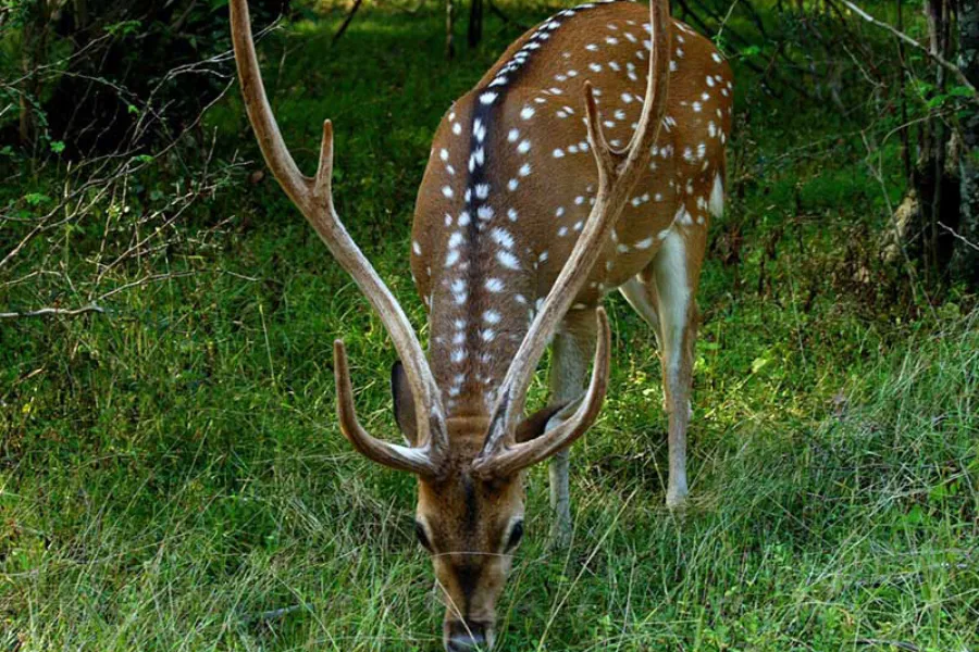 Leopard Trails & Rainforest Secrets: 6 Days of Sri Lankan Wilderness | Viathra Leisure