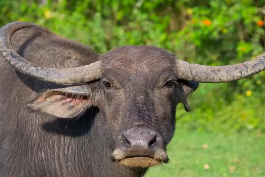 Leopard Trails & Rainforest Secrets: 6 Days of Sri Lankan Wilderness | Viathra Leisure