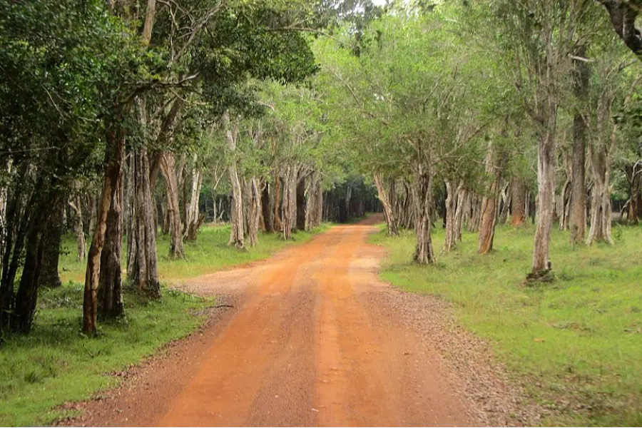Big Five of Sri Lanka: 7-Day Wildlife & Marine Adventure | Viathra Leisure