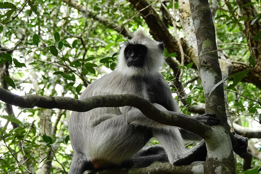 Big Five of Sri Lanka: 7-Day Wildlife & Marine Adventure | Viathra Leisure
