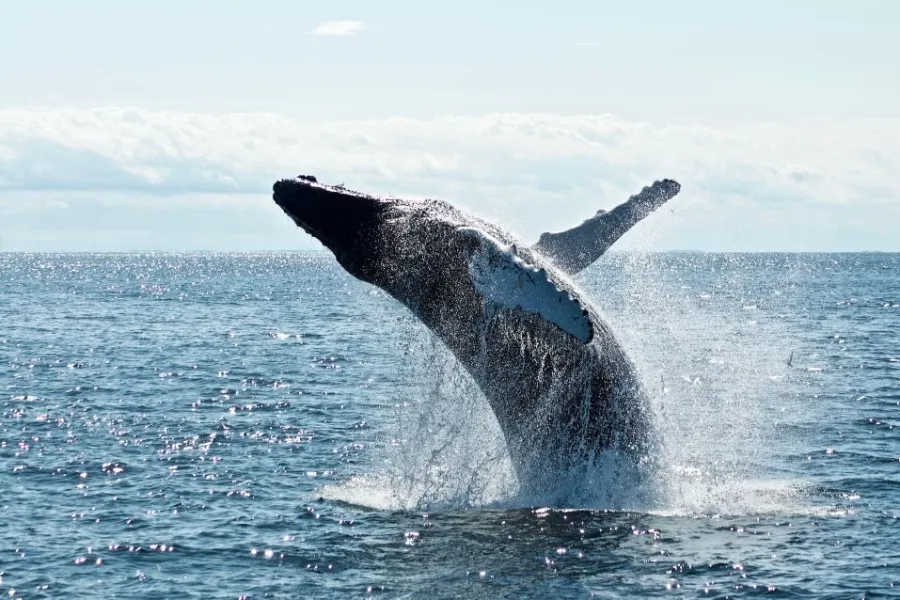Big Five of Sri Lanka: 7-Day Wildlife & Marine Adventure | Viathra Leisure