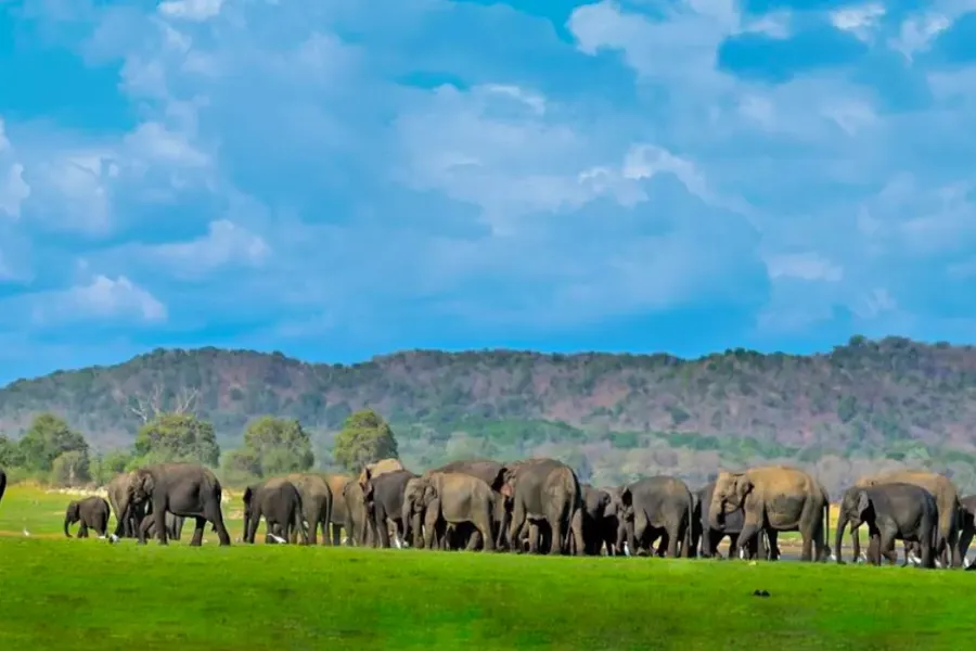 Big Five of Sri Lanka: 7-Day Wildlife & Marine Adventure | Viathra Leisure