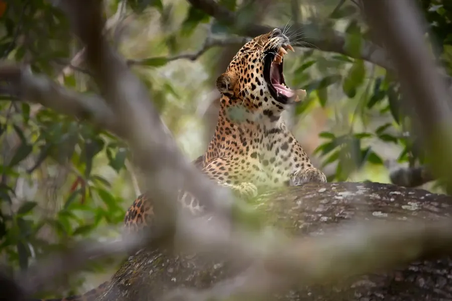 Big Five of Sri Lanka: 7-Day Wildlife & Marine Adventure private Sri Lanka tour