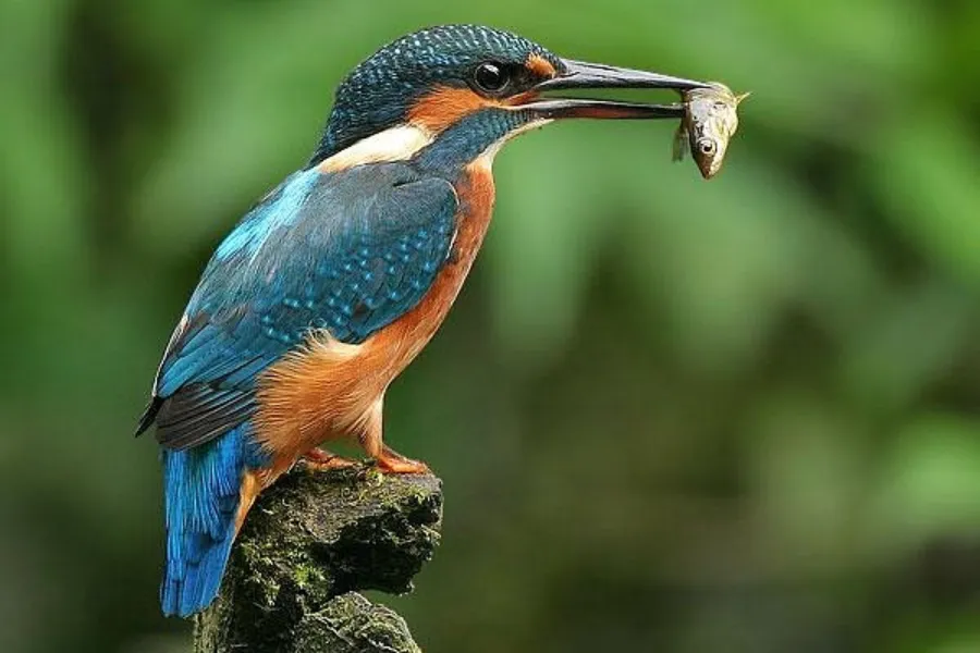 Big Five of Sri Lanka: 7-Day Wildlife & Marine Adventure | Viathra Leisure