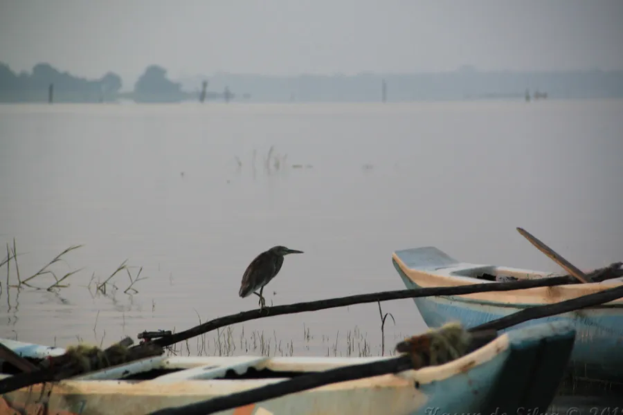 Wild North & Cultural Encounters: 8-Day Northern Sri Lanka Safari & Heritage Tour