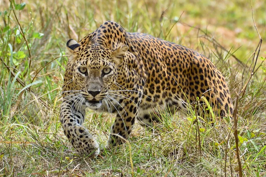 Northern Sri Lanka Safari Tour | 8-Day Heritage Journey | Viathra Leisure