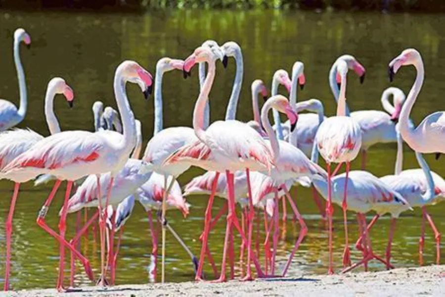 Northern Sri Lanka Safari Tour | 8-Day Heritage Journey | Viathra Leisure