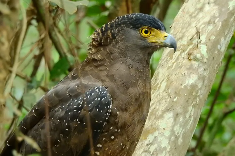Northern Sri Lanka Safari Tour | 8-Day Heritage Journey | Viathra Leisure