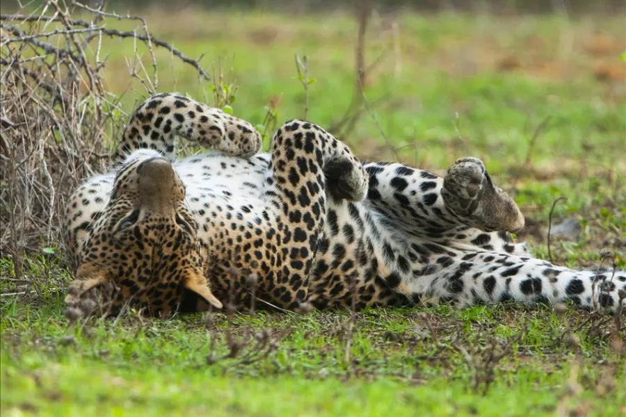 Wildlife Adventure Tour – 8 Days | Sri Lanka | Viathra Leisure