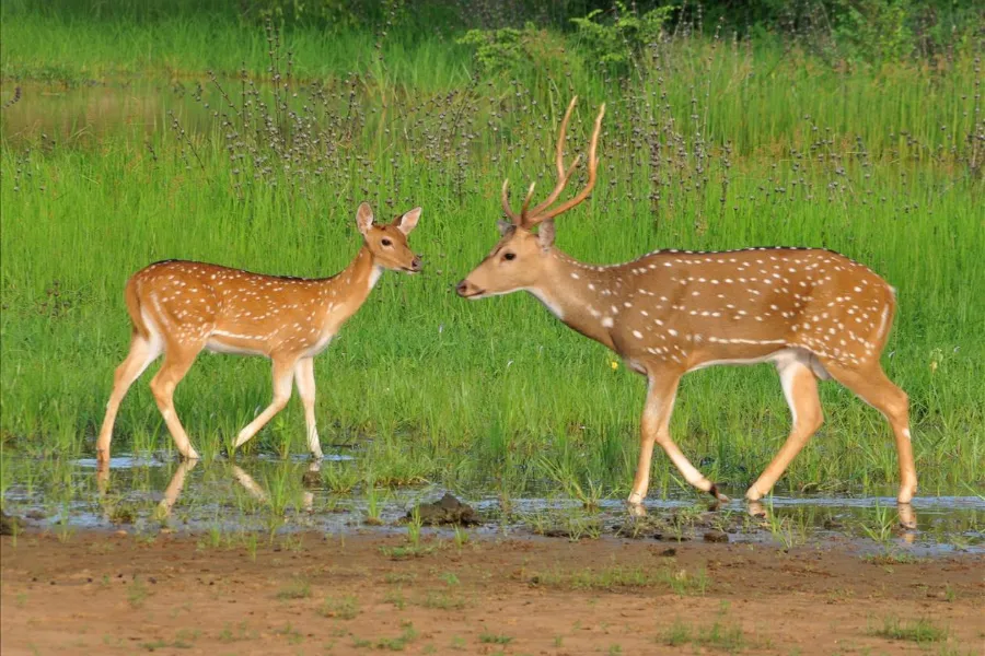 Wildlife Adventure Tour – 8 Days | Sri Lanka | Viathra Leisure