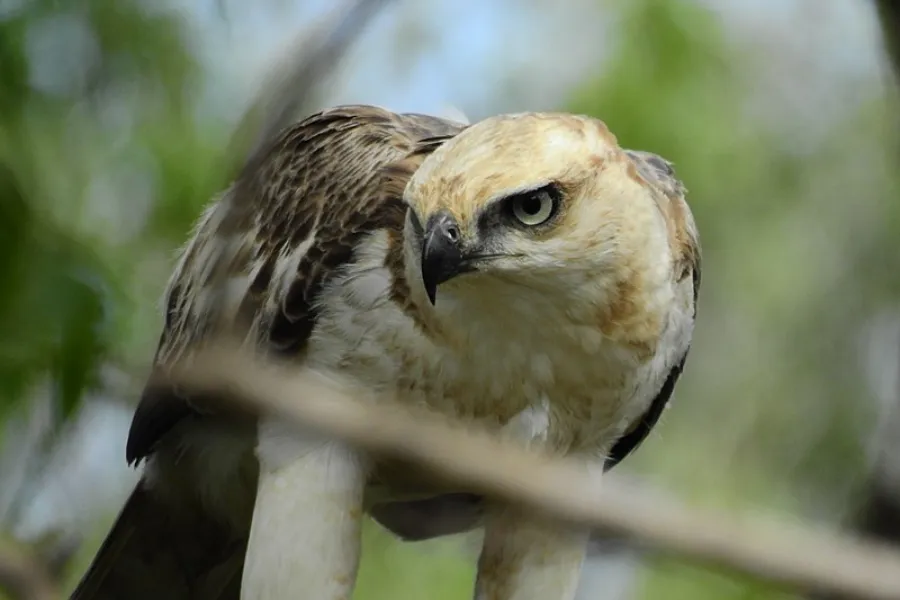 Wildlife Adventure Tour – 8 Days | Sri Lanka | Viathra Leisure