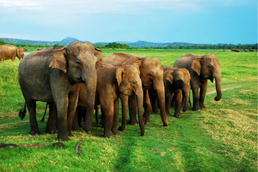 Wildlife Adventure Tour – 8 Days | Sri Lanka | Viathra Leisure