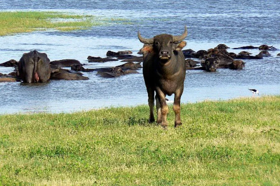 Wildlife Adventure Tour – 8 Days | Sri Lanka | Viathra Leisure