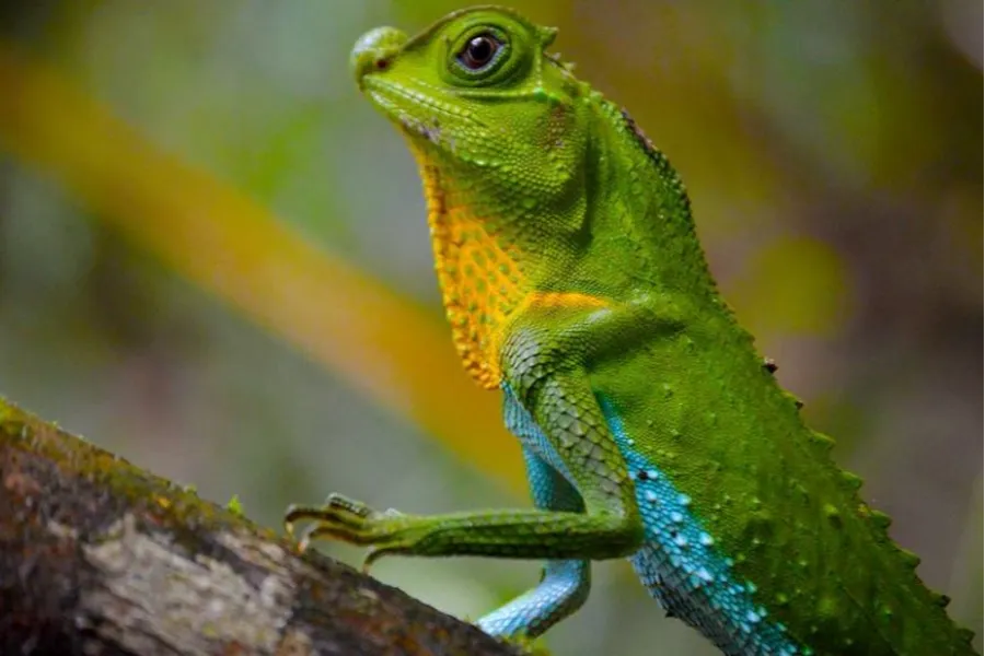 Wildlife Adventure Tour – 8 Days | Sri Lanka | Viathra Leisure