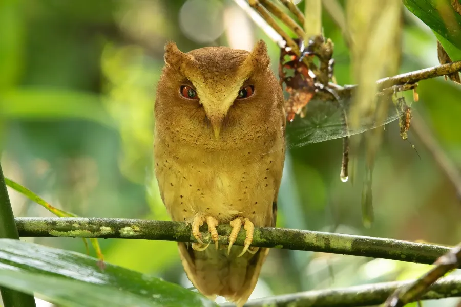 Wildlife Adventure Tour – 8 Days | Sri Lanka | Viathra Leisure