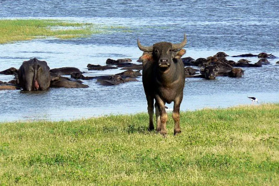 Wildlife Adventure Tour – 8 Days | Sri Lanka | Viathra Leisure