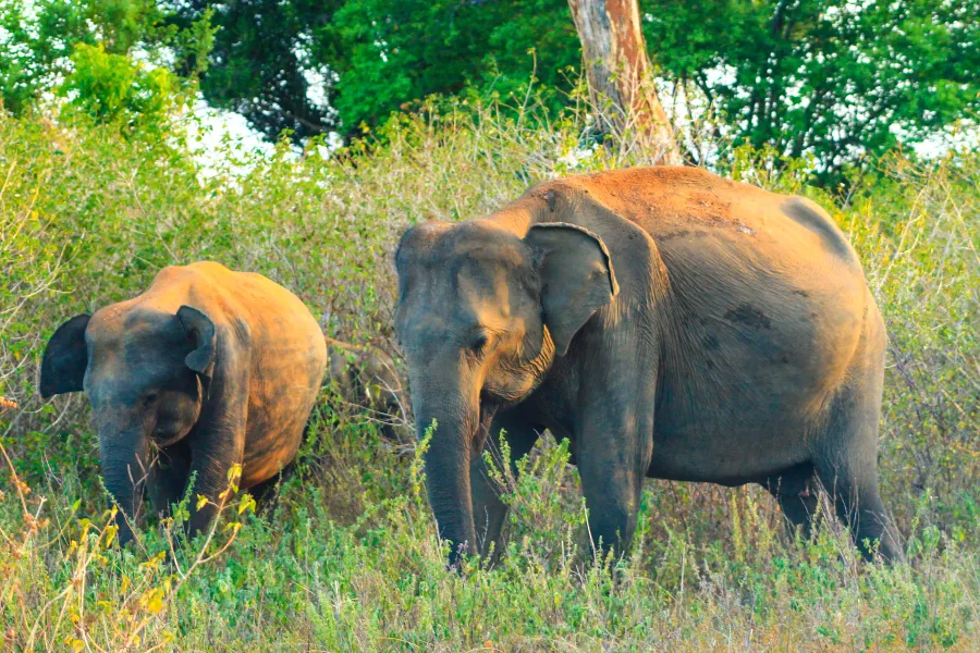 Wildlife Adventure Tour – 8 Days | Sri Lanka | Viathra Leisure