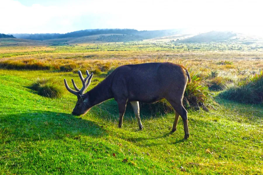 Nuwara Eliya, Horton Plains & Ella 2-Day Scenic Highlands Tour from Colombo / Negombo / Bentota | Viathra Leisure
