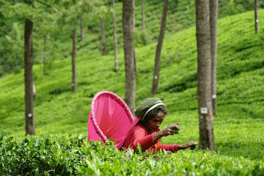 Nuwara Eliya, Horton Plains & Ella 2-Day Scenic Highlands Tour from Colombo / Negombo / Bentota | Viathra Leisure