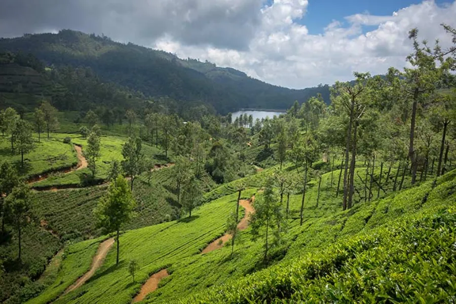 Nuwara Eliya, Horton Plains & Ella 2-Day Scenic Highlands Tour from Colombo / Negombo / Bentota | Viathra Leisure