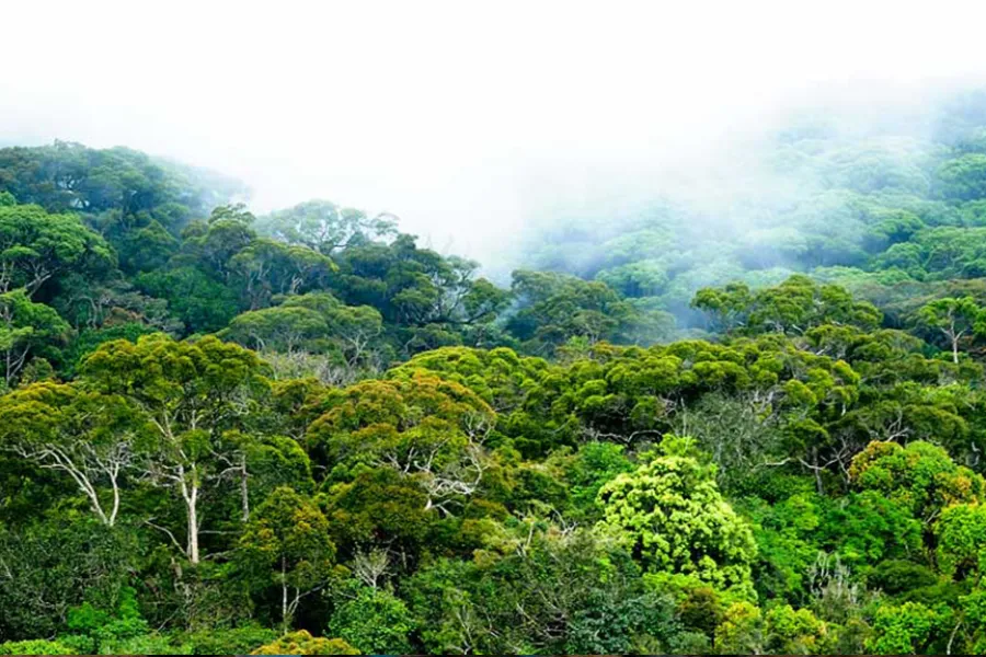 Sinharaja Rainforest Tour | 2-Day Eco Adventure private Sri Lanka tour