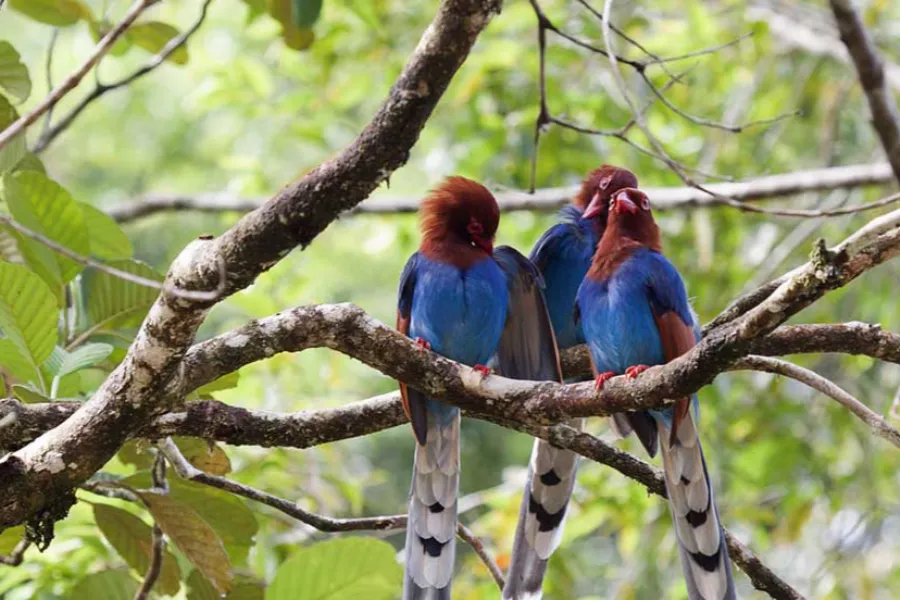 Sinharaja Rainforest Tour | 2-Day Eco Adventure | Viathra Leisure